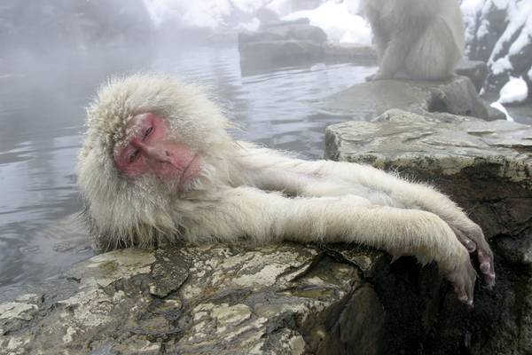 Japan, Japanischer Makake im Onsen