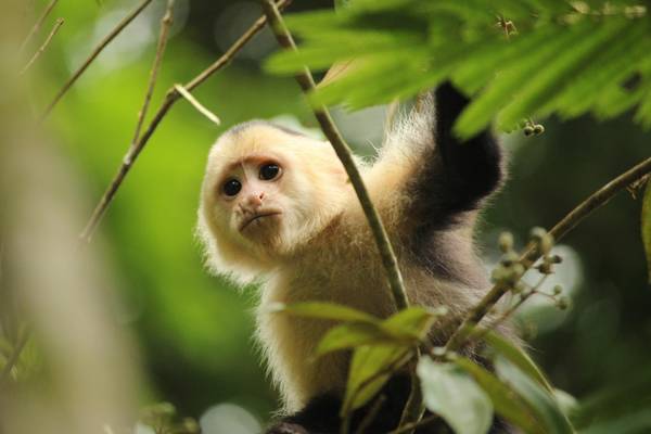 Costa Rica, Weisskapuziner-Affe