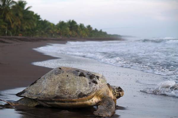 Costa Rica, Tortuguero-Nationalpark, Schildkroete