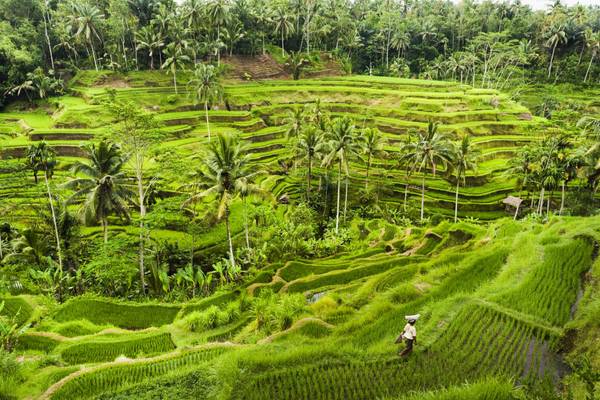 Indonesien, Bali, Reisterasse