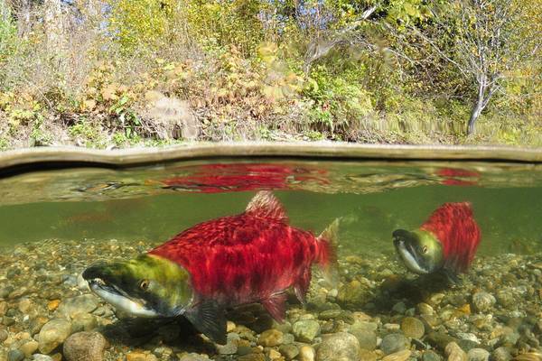 West-Kanada, Sockeye-Lachs im Adams River