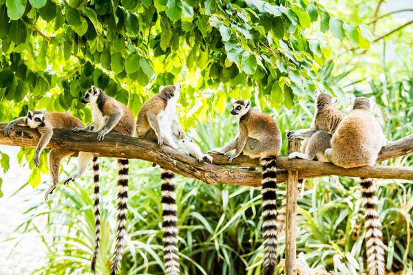 Lemuren in Chiangmai Thailand