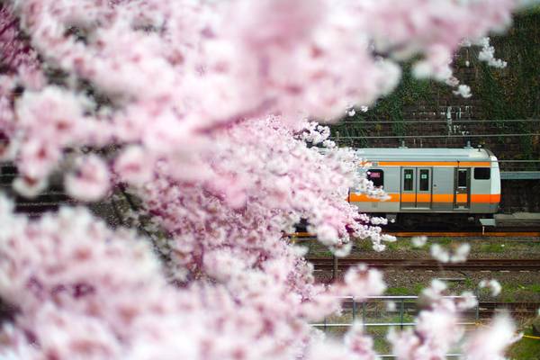 Japan - Mit dem Railpass durch den Frühling