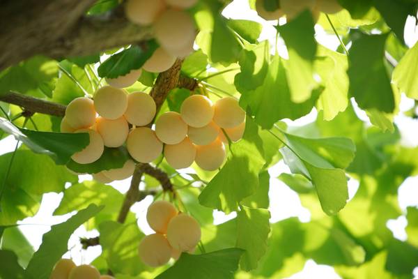 Japan, Ginkgo-Baum mit Nüssen