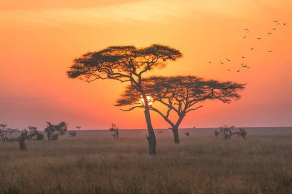 Tansania, Baobab, Sonnenaufgang