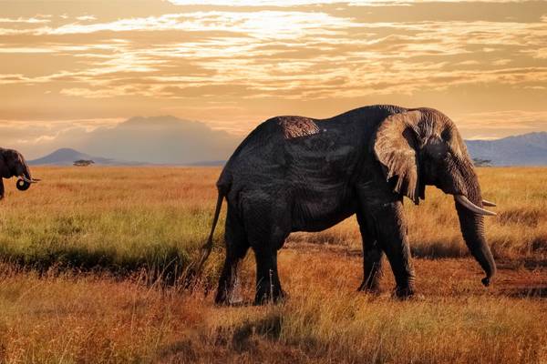 Tansania, Elefanten, Serengeti