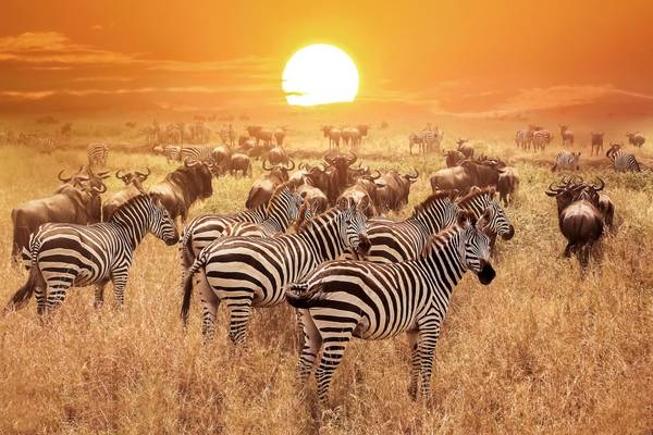Tansania, Zebras Sonnenuntergang