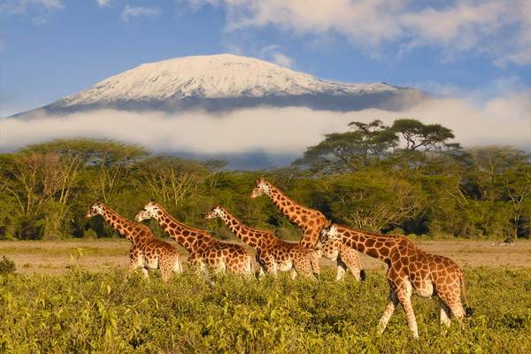 Tansania, Giraffen, Kilimanjaro