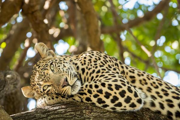 Tansania, Leopardin