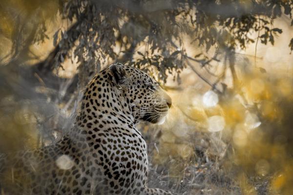 Sri Lanka, Yala Nationalpark Leopard