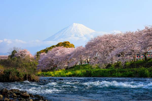 Japan, Fuji-Stadt mit Fluss Urui zur Kirschblüte