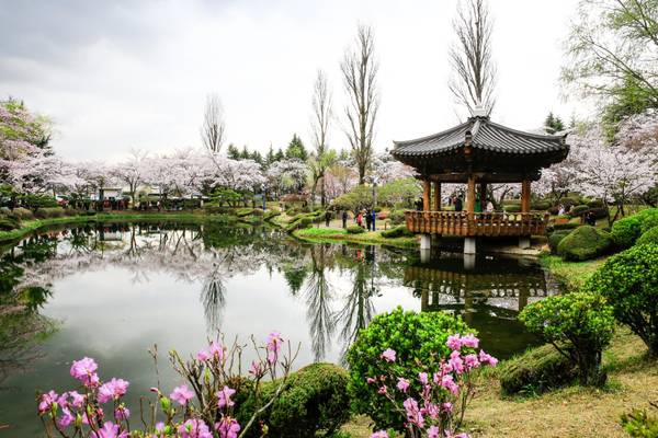 Südkorea, Gyeongju See mit Kirschblüten