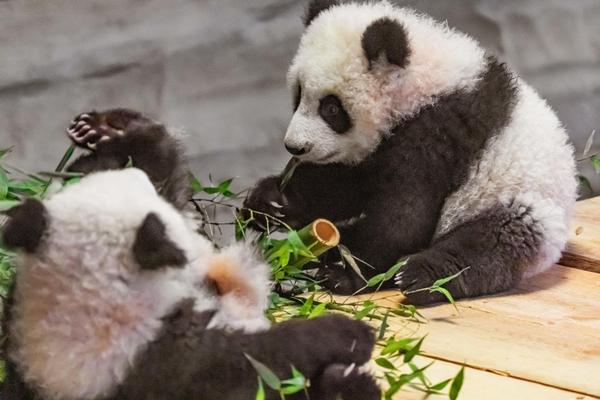 China, Chengdu, spielende Panda-Babies
