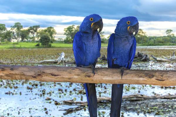 BR_Landschaft_460504357_Amazonas