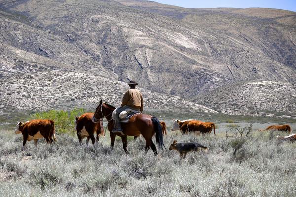 Argentinien, Gaucho