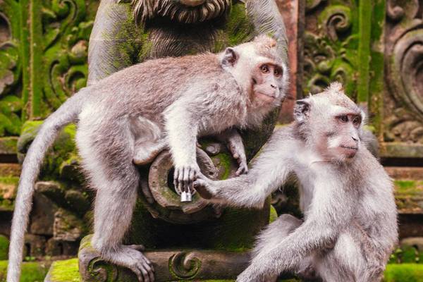 Javaneraffe im Affenwald Ubud