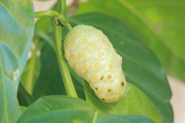 Java Bogor Noni Frucht