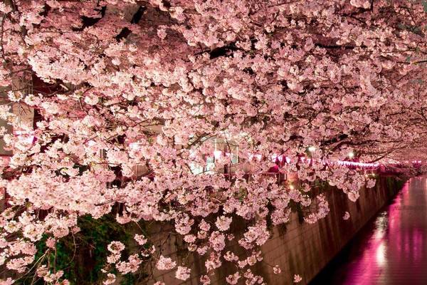 Kirschblüte bei Nacht in Tokio