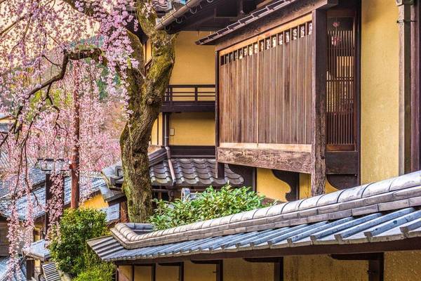Kirschblüte in Kyoto