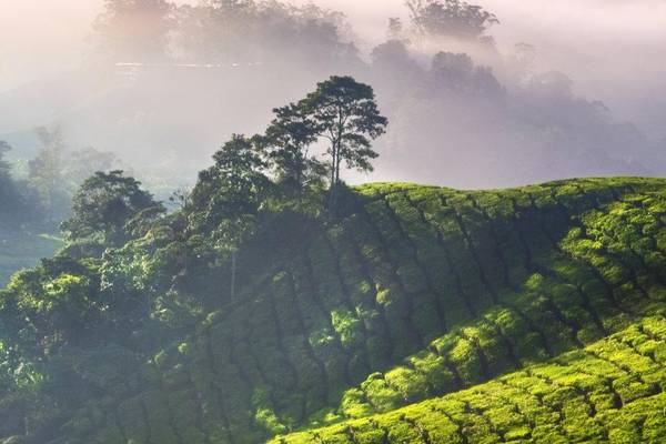 Teeplantage Cameron Highlands