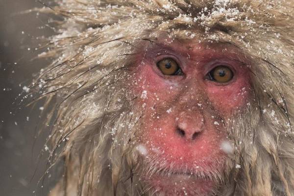 Affe beim Baden in einer heißen Quelle bei Nagano