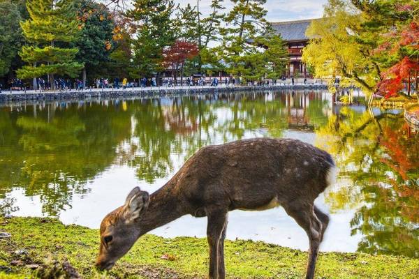 Grasendes Reh nahe dem Tempel Todai-ji in Nara, Japan