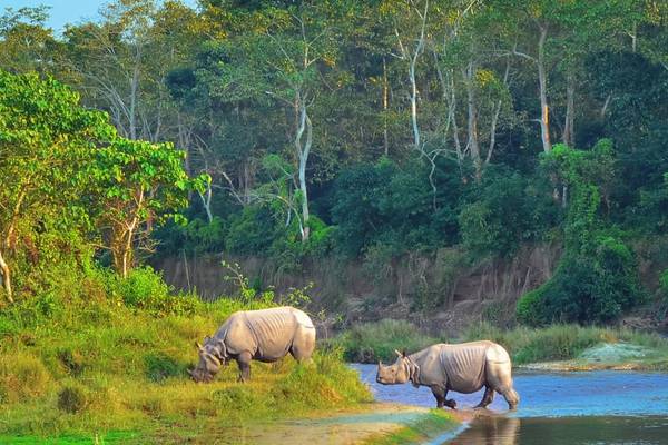 Tierwelt in Chitwan Nationalpark