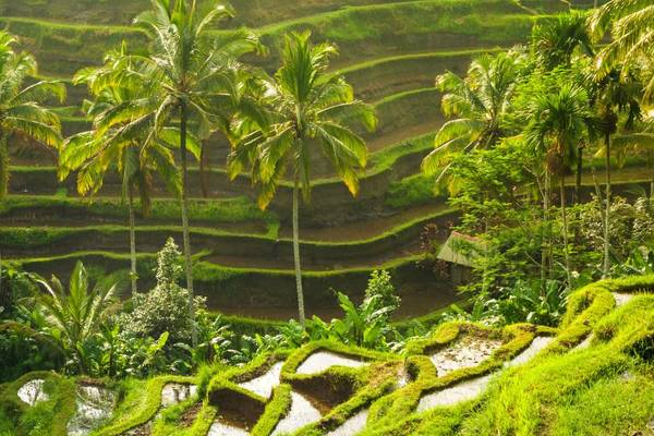 Reisterrassen auf Bali