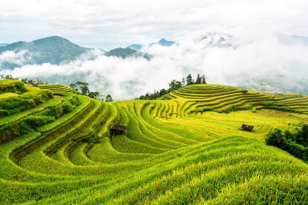 Reisterrassen in Vietnam
