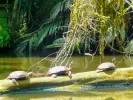 cr-tortuguero-nationalpark-gi-1221684787