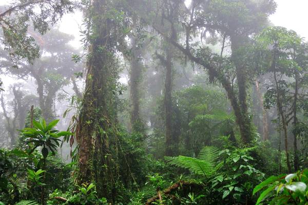 Costa Rica Cloud Forest