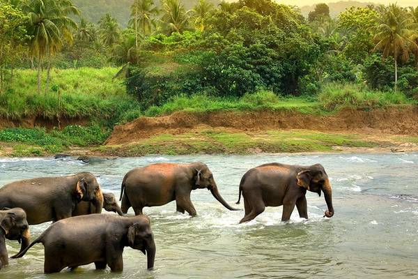 Elefanten am Fluss