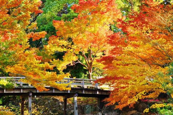JP_Herbst_Nagoya_GI-471702965