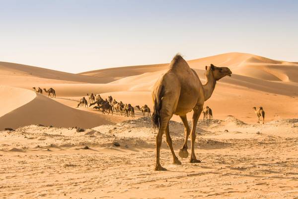 OM_Landschaft_GI821028586_Wueste_Kamel