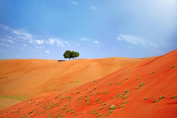 OM_Wahiba_GI670822114_Wueste
