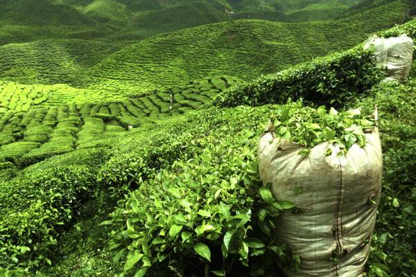 LK_Green_Tea_Plantation_GI160860442