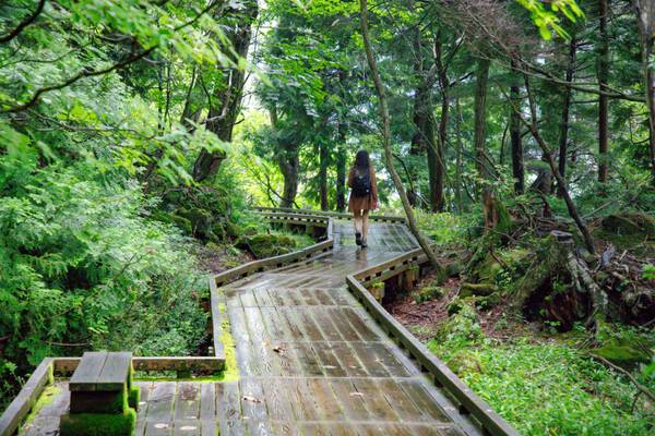Japan, Wald bei Nikko