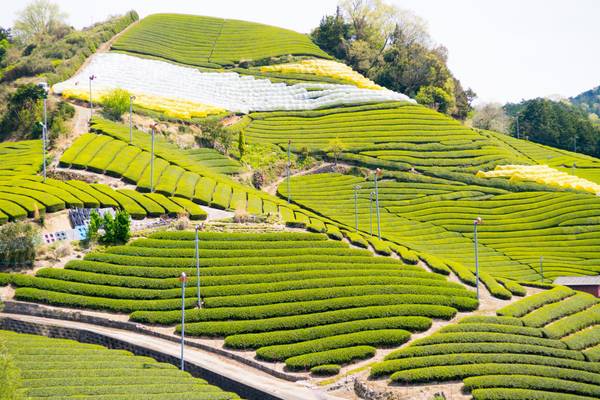 Japan, Wazuka, Teefeld
