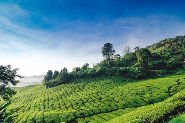 MY_Landschaft_GI1019880728_Bungalows_und_Plantagen