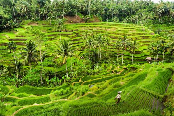 ID_Bali_GI501816619_Reisterasse_k