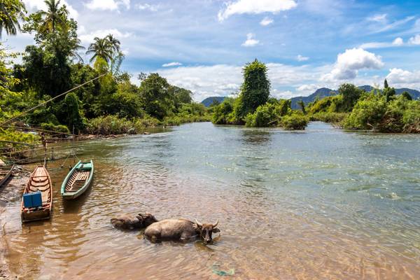 LA_Bueffel_am_Mekong_GI-1366094418