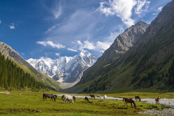 UZ_Landschaft_GI867222128_Pferde
