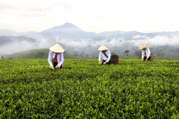 VN_Teeplantage_GI-2151548027