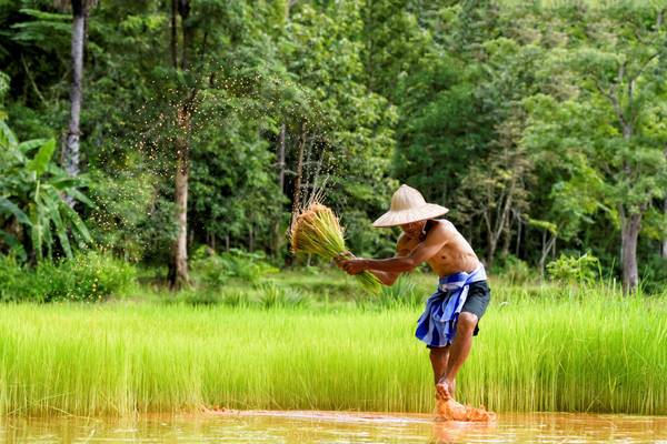 KH_people_GI598240554_rice farmer