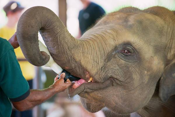 Elephantenwaisenhaus in Sri Lanka