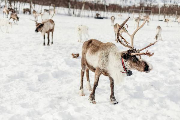 Norwegen, Rentierfarm
