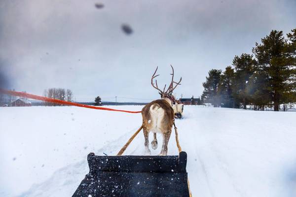 Finnland, Rentierschlitten