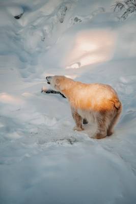 Finnland, Wildpark Ranua, Eisbär