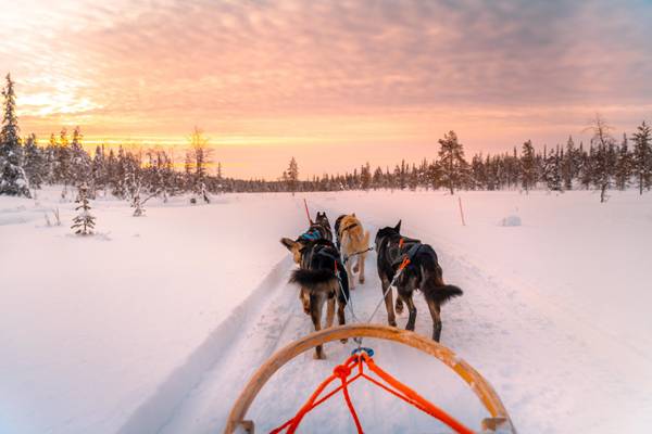 Finnland, Hundeschlitten, Huskys