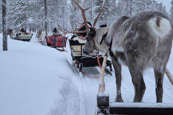 Finnland, Rentierschlitten